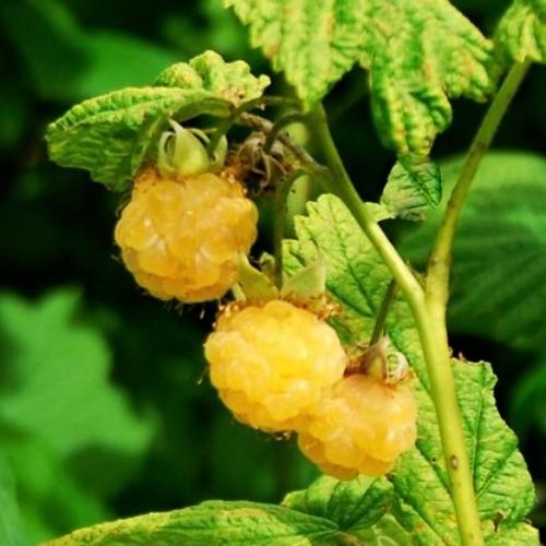 'All Gold' Raspberry Plants