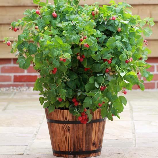 'Ruby Beauty' Raspberry Plant