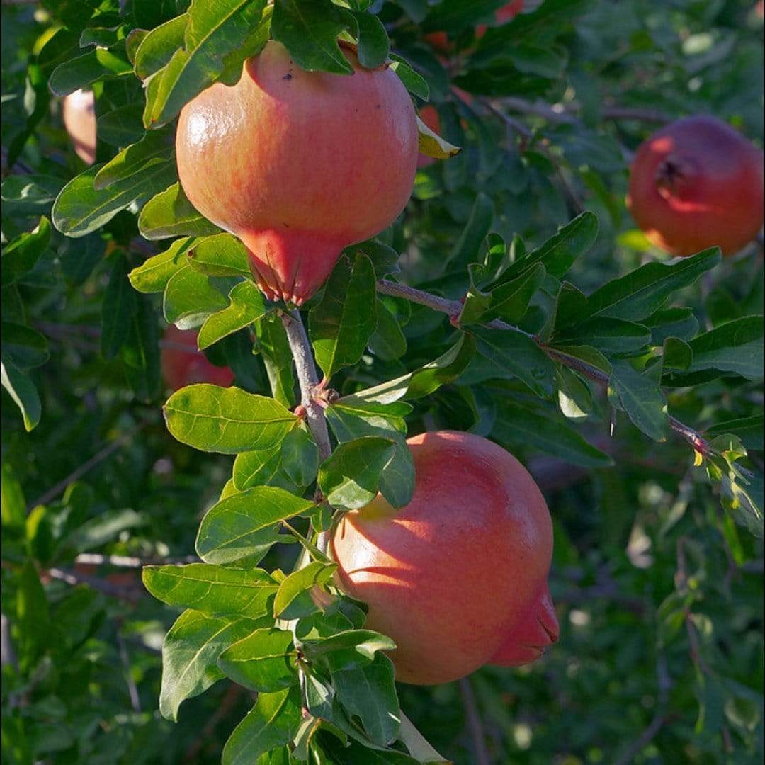 UK Hardy Pomegranate Bush