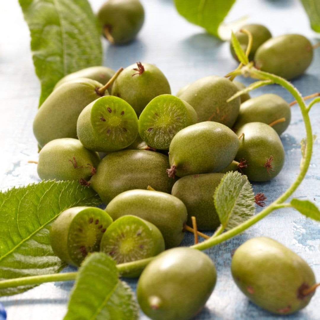 'Issai' Hardy Kiwi Plant