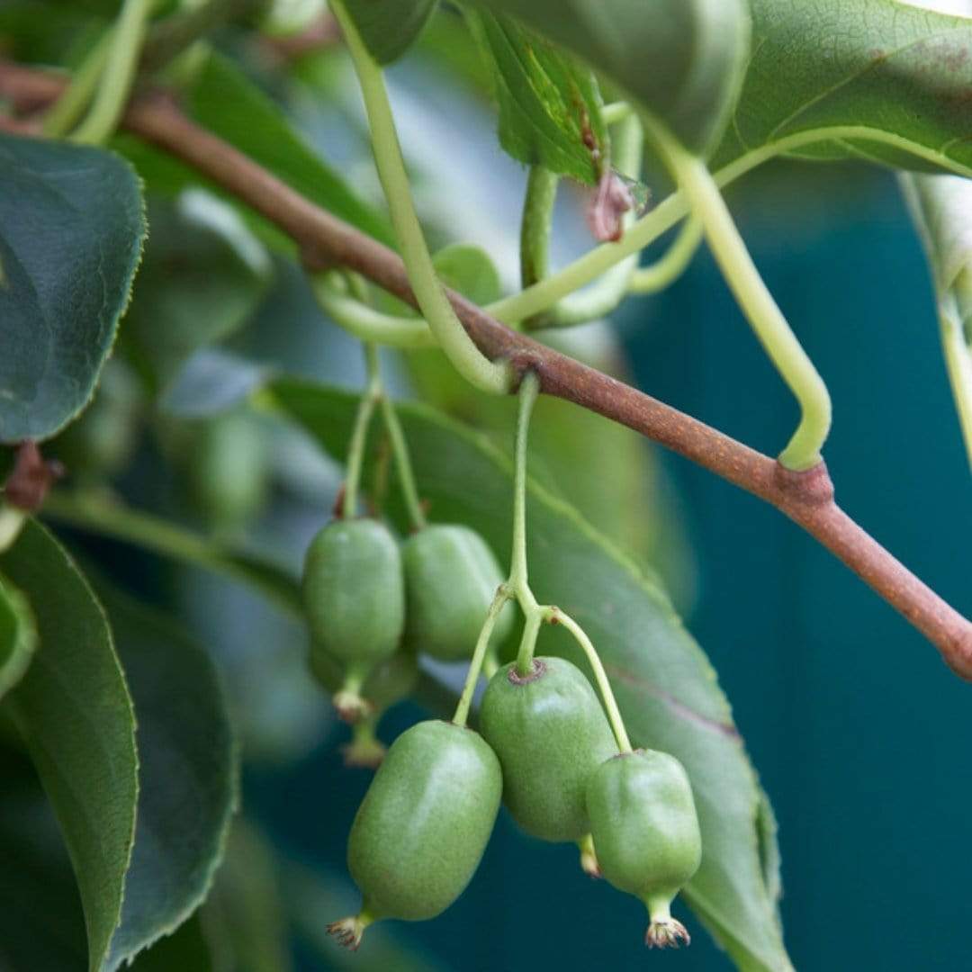 'Issai' Hardy Kiwi Plant