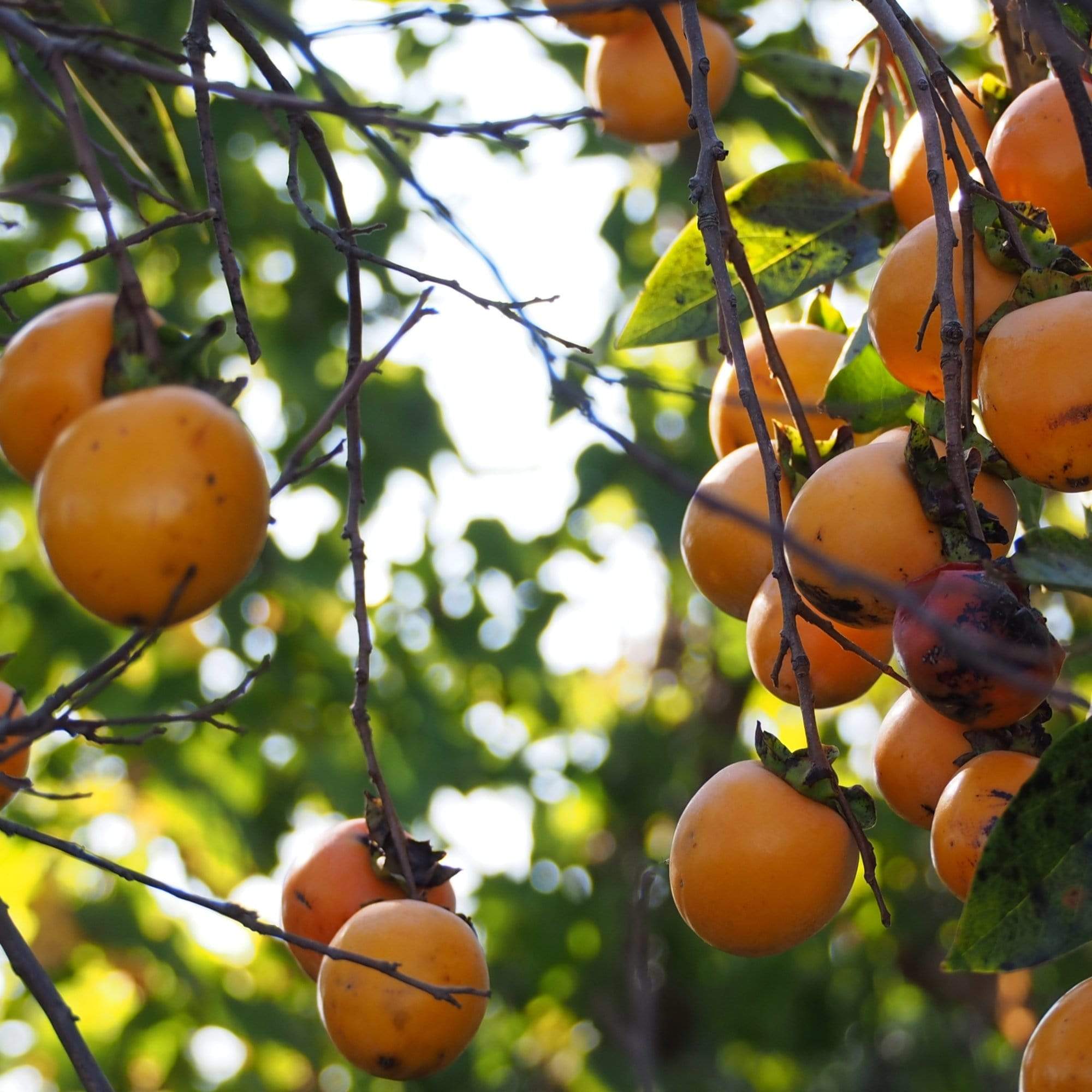 Japanese Persimmon Tree