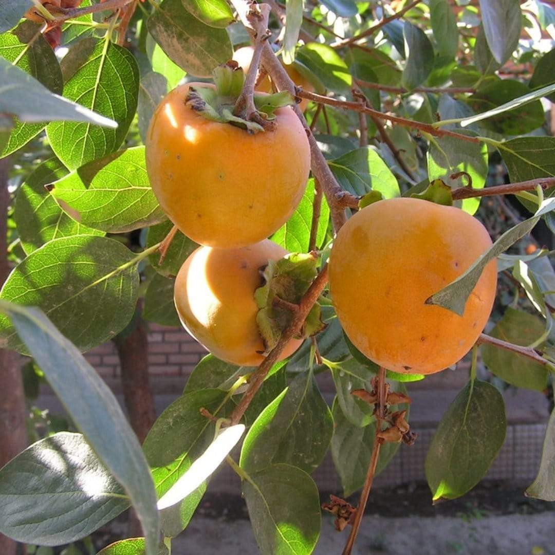 Japanese Persimmon Tree