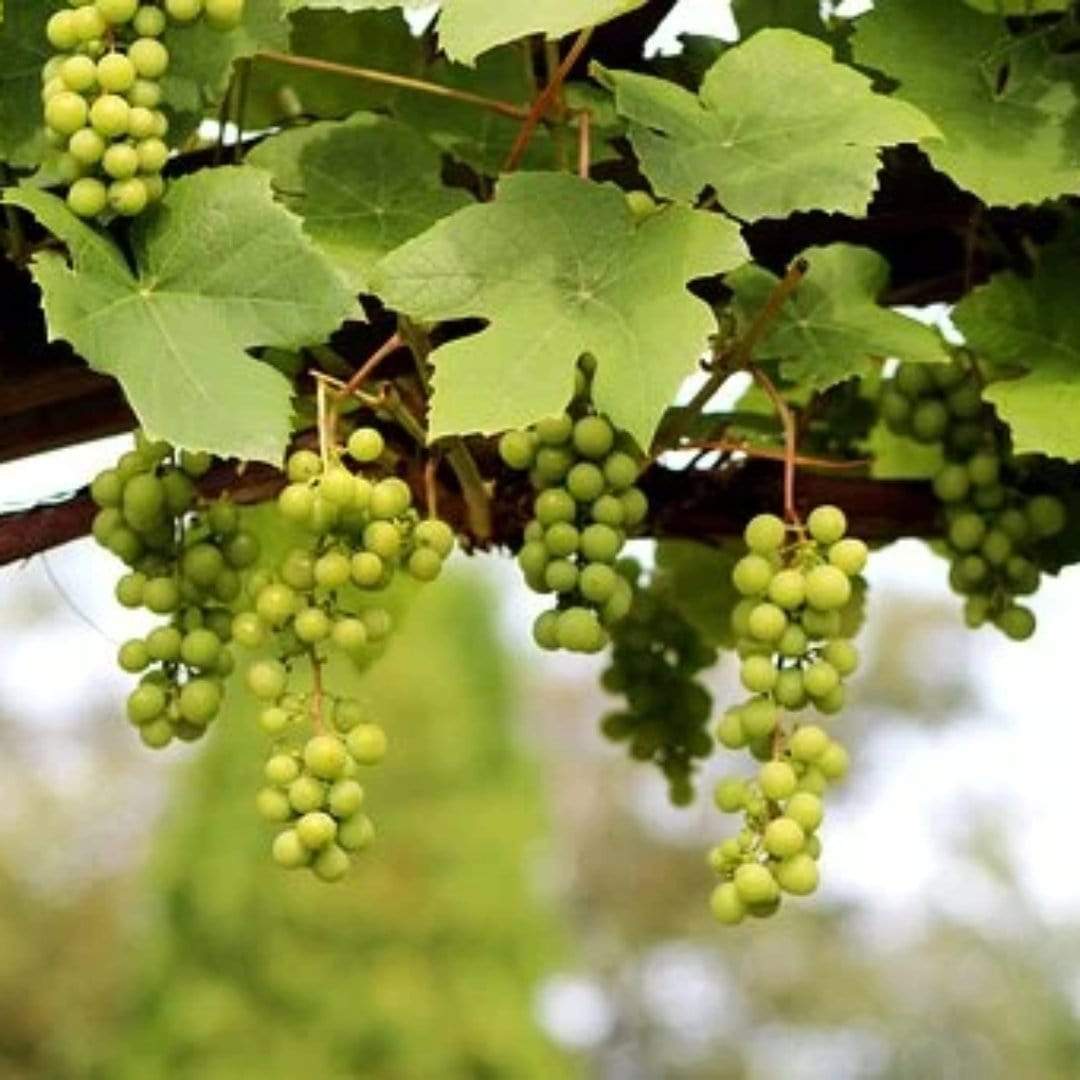 'Lakemont' Seedless Outdoor Grape Vine