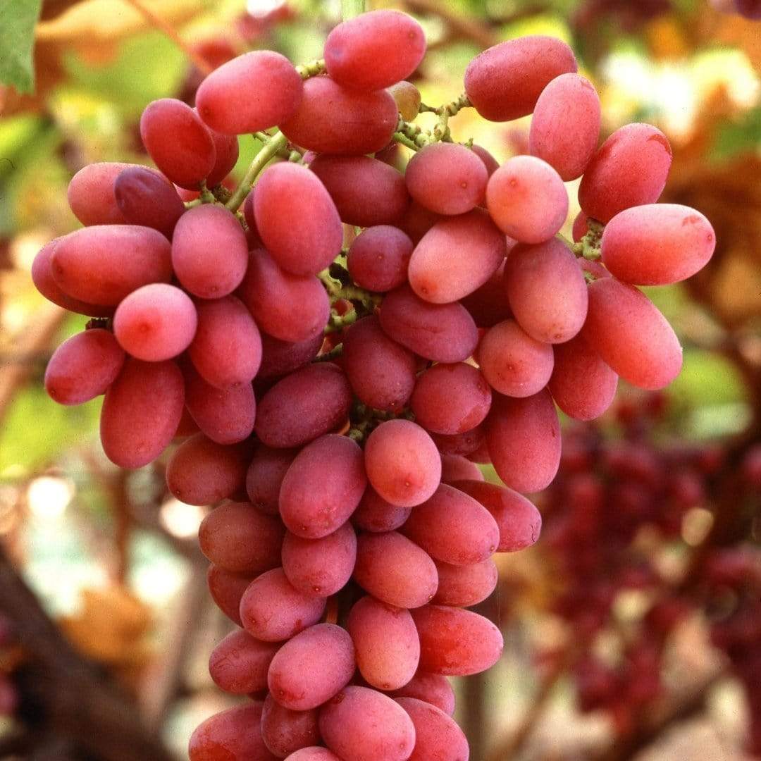 'Crimson Seedless' Grape Vine