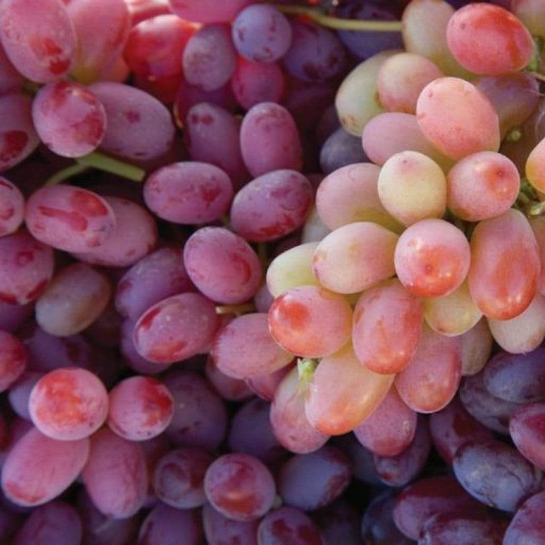 'Crimson Seedless' Grape Vine