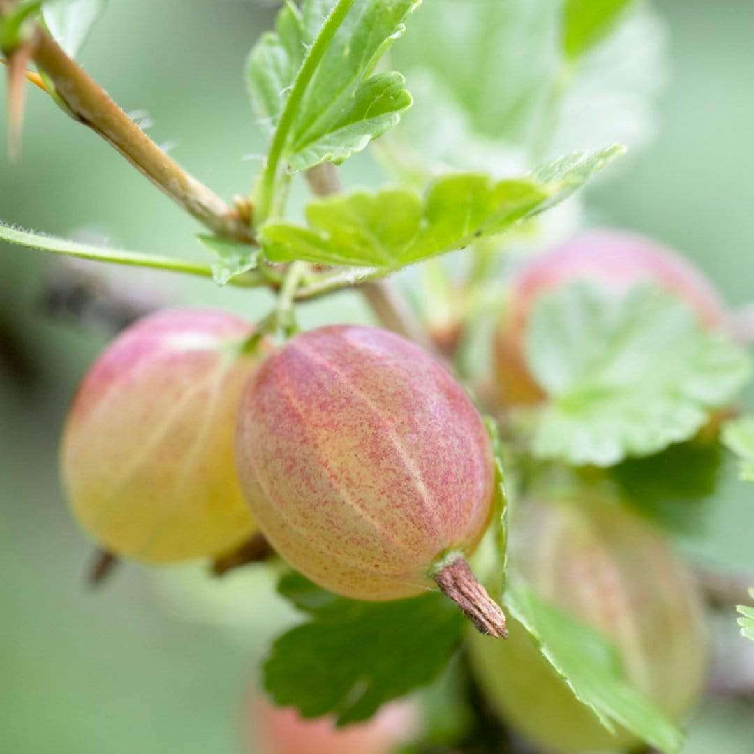 'Invicta' Gooseberry Bush
