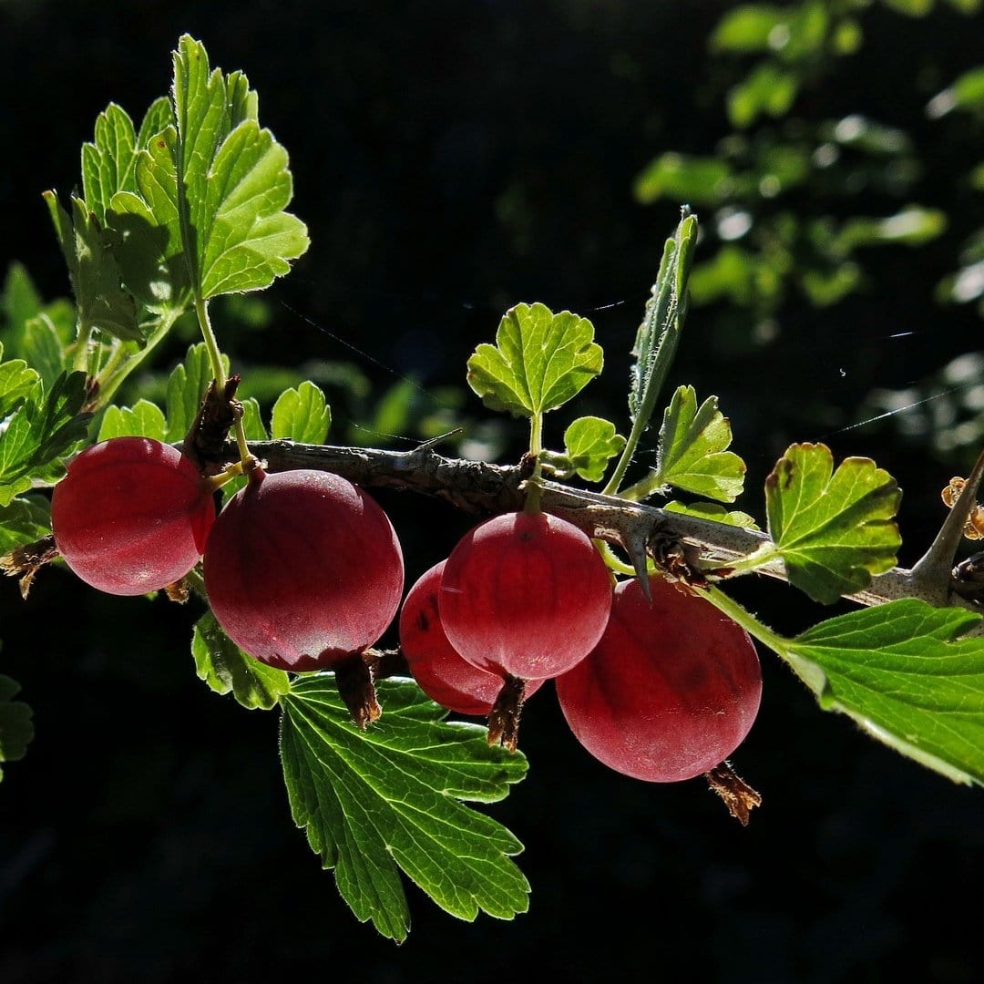 'Hinnonmaki Red' Gooseberry Bush