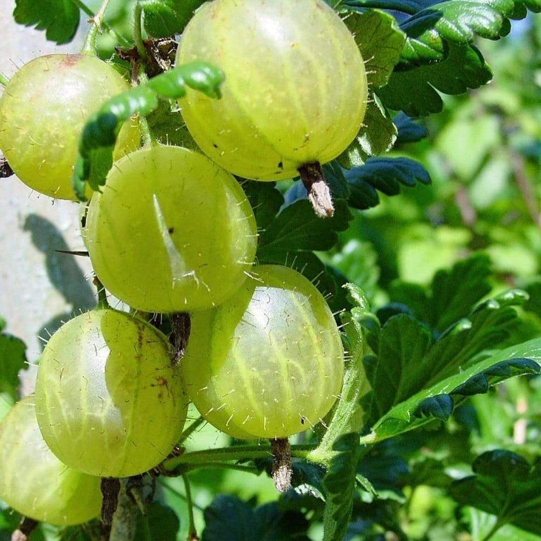 'Hinnonmaki Green' Gooseberry Bush