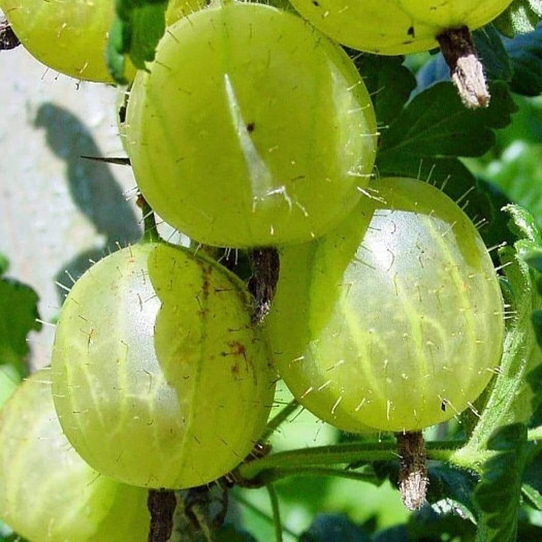 'Hinnonmaki Green' Gooseberry Bush
