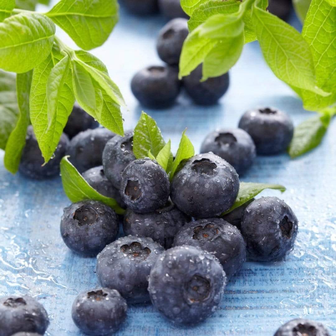 'Sunshine Blue' Evergreen Blueberry Bush