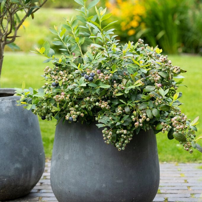 'Sunshine Blue' Evergreen Blueberry Bush