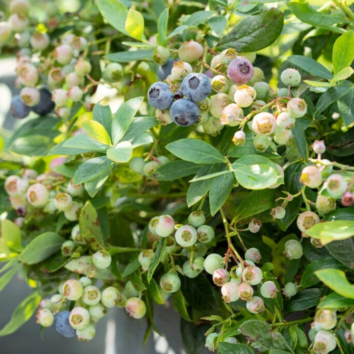 'Sunshine Blue' Evergreen Blueberry Bush