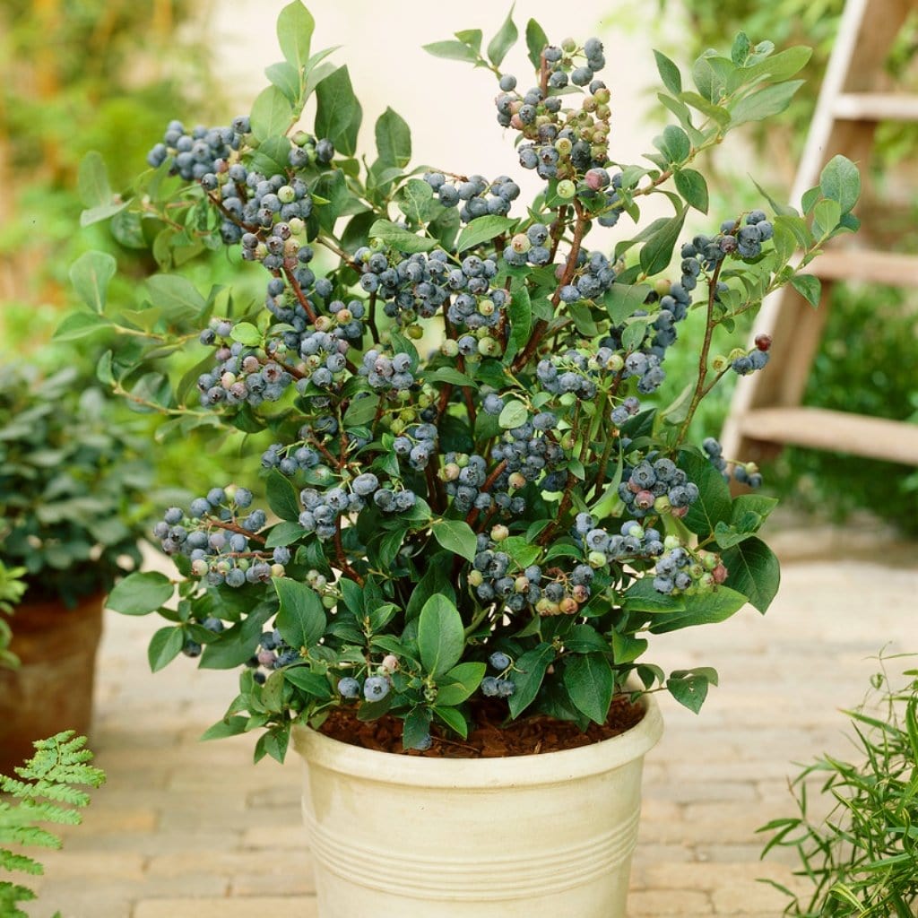 'Sunshine Blue' Evergreen Blueberry Bush
