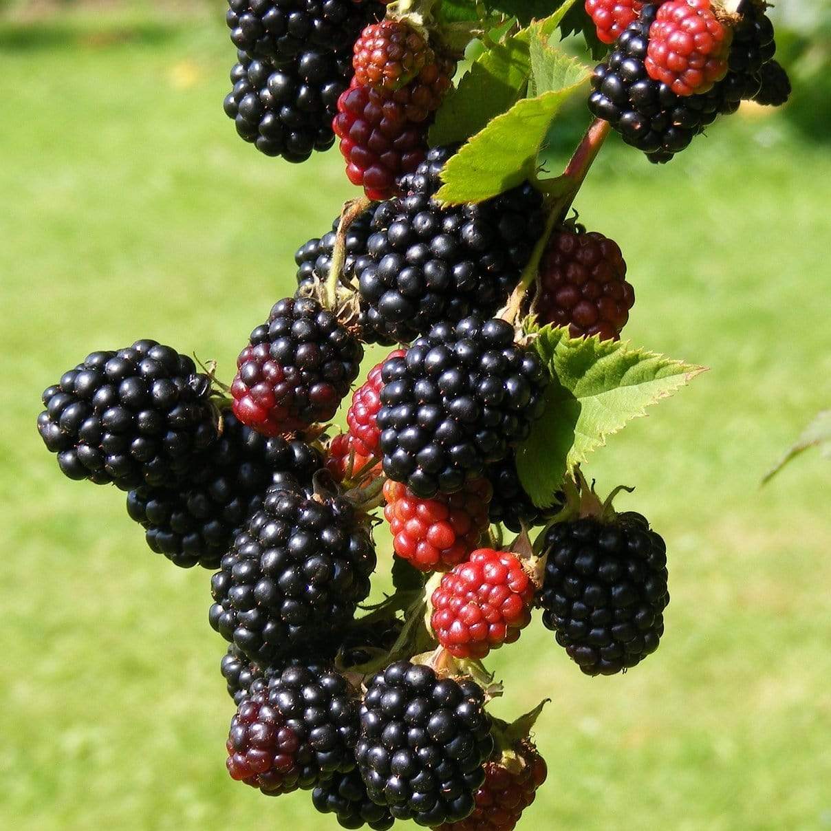 'Loch Ness' Blackberry Plants