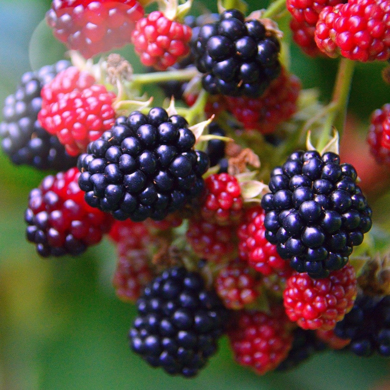 'Loch Ness' Blackberry Plants