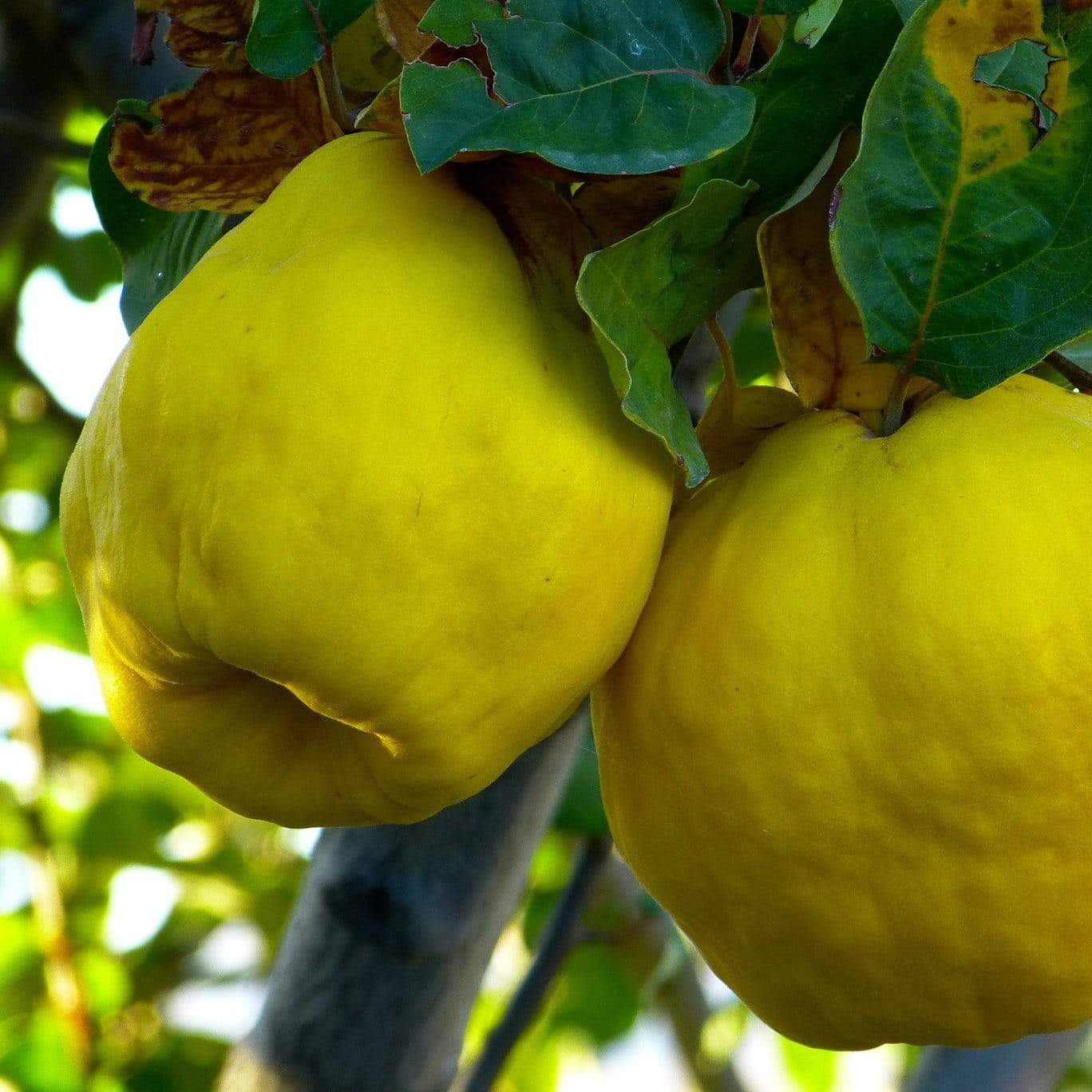 'Vranja' Quince Tree