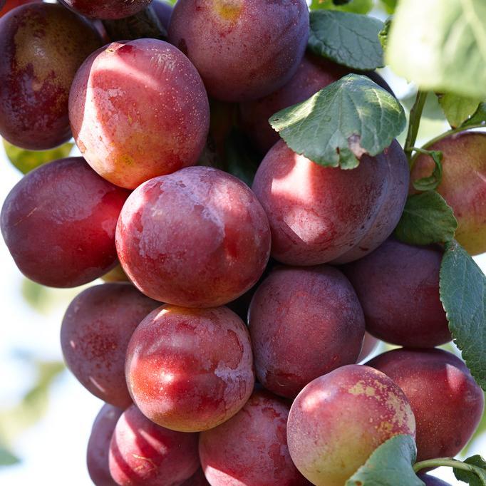 'Victoria' Plum Tree