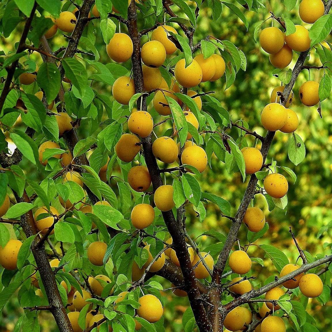 'Oullins Golden Gage' Plum Tree