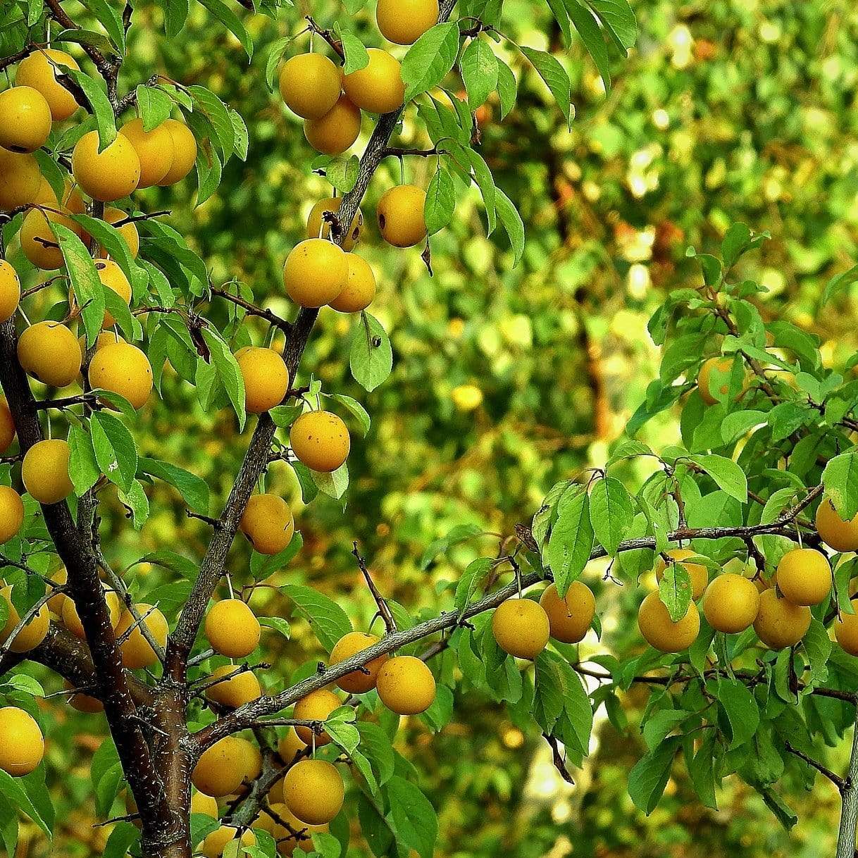 'Oullins Golden Gage' Plum Tree