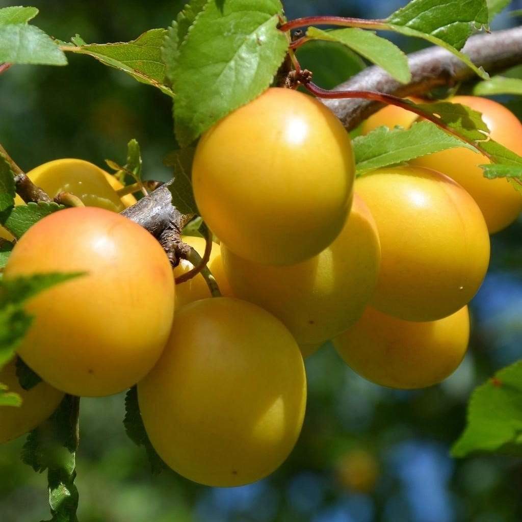 'Oullins Golden Gage' Plum Tree
