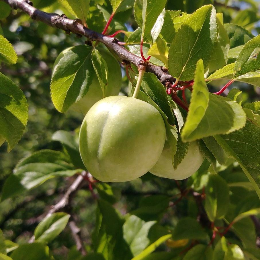 'Old Greengage' Plum Tree