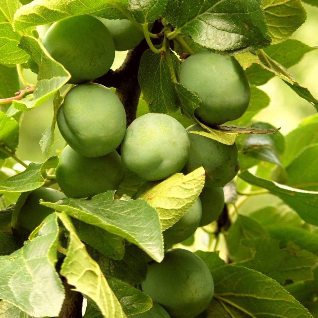 'Old Greengage' Plum Tree