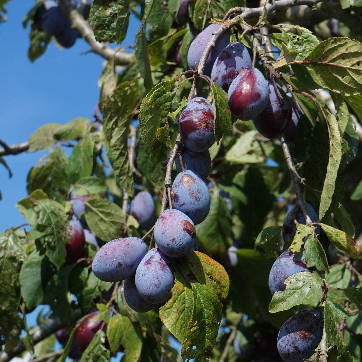 'Merryweather' Damson Tree