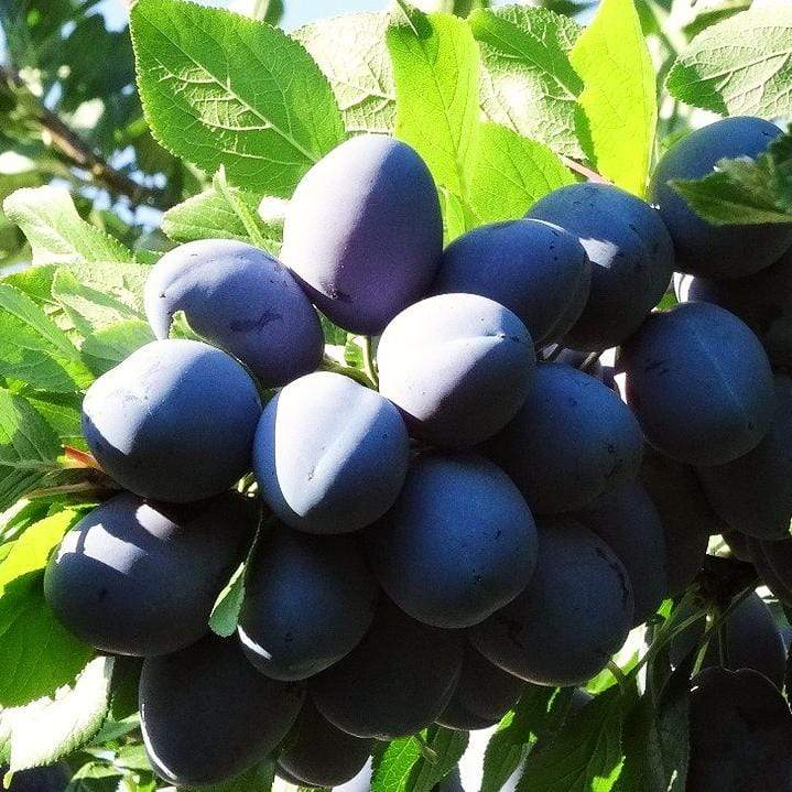 'Merryweather' Damson Tree