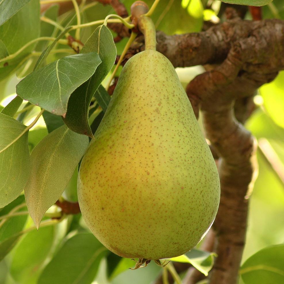 'Green Williams' Pear Tree