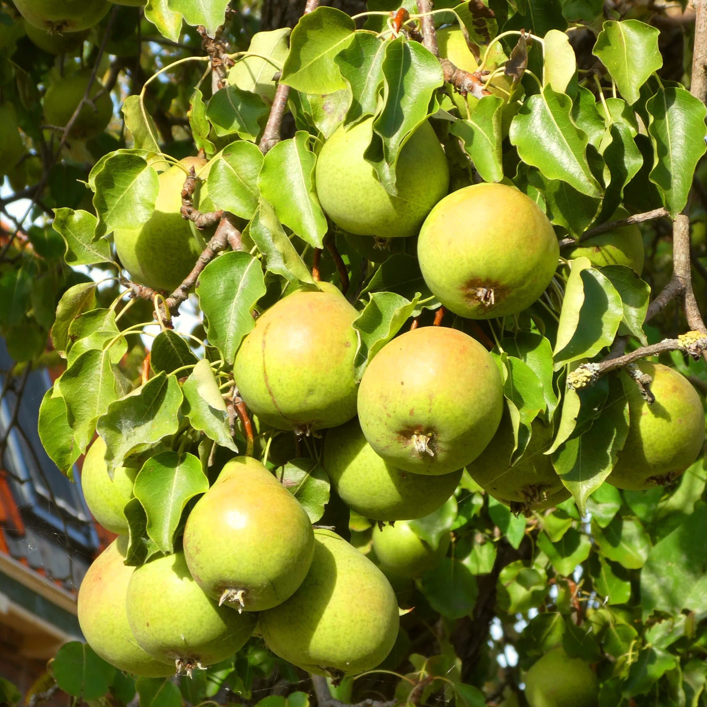 'Green Williams' Pear Tree