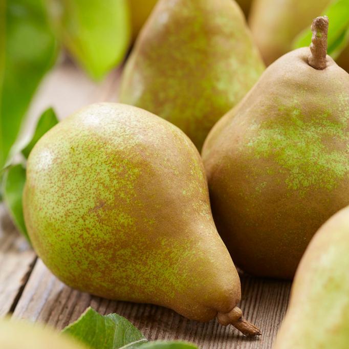 'Doyenné Du Comice' Pear Tree