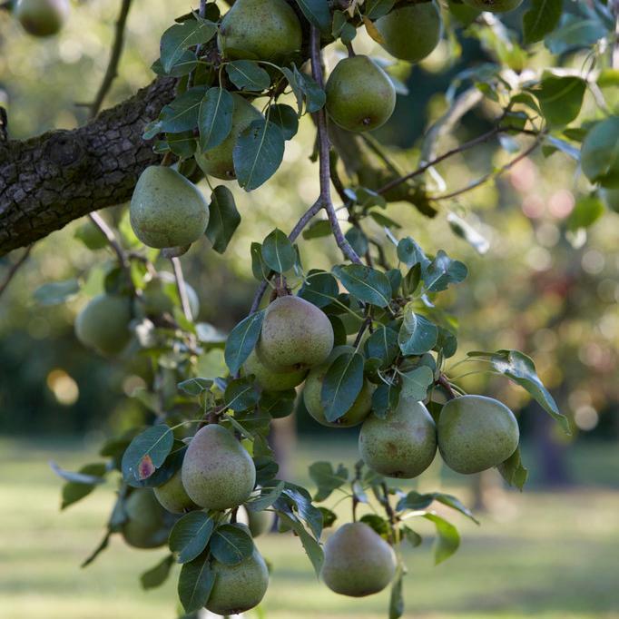 'Doyenné Du Comice' Pear Tree