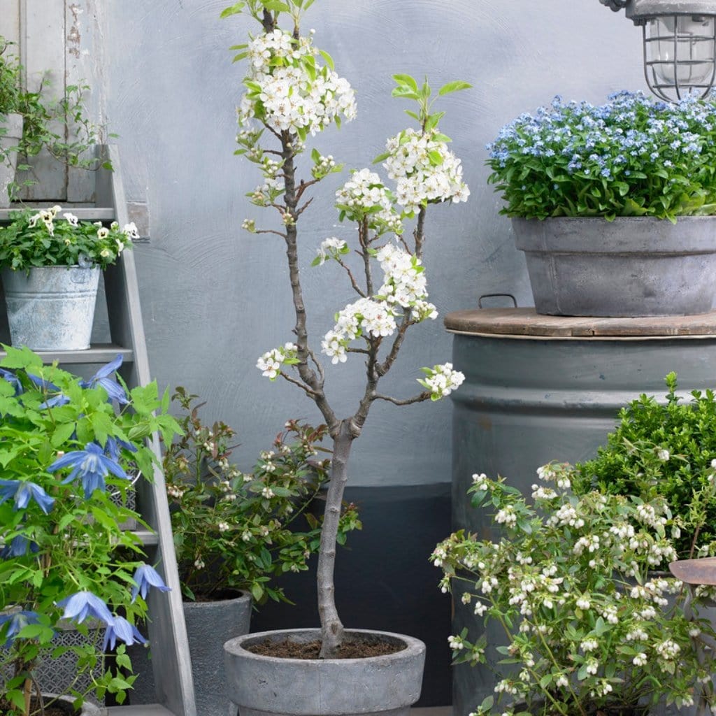 'Doyenné Du Comice' Pear Tree