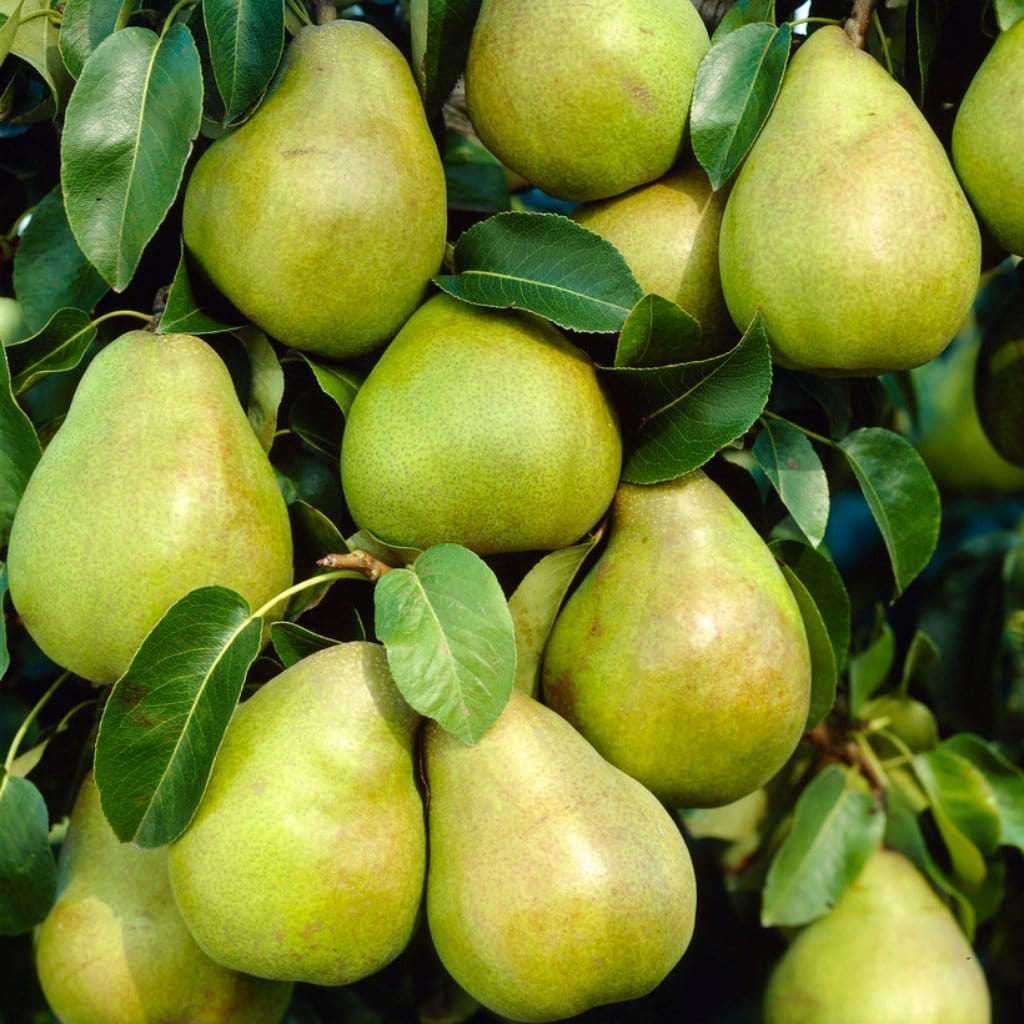 'Doyenné Du Comice' Pear Tree