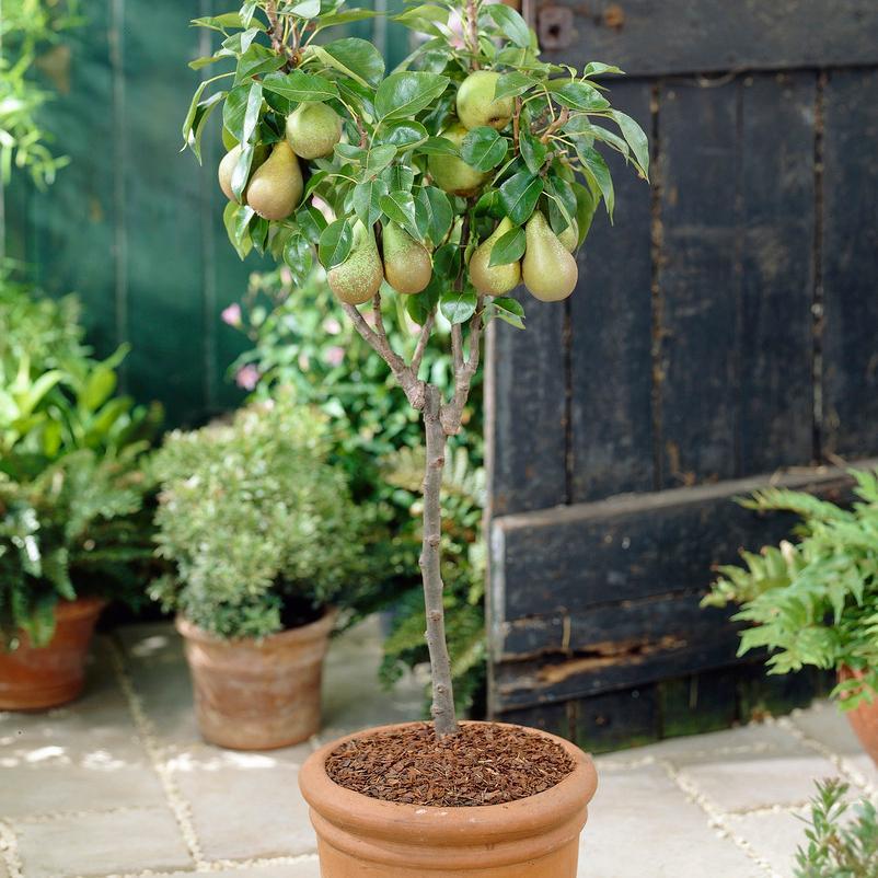 Patio Pear Tree