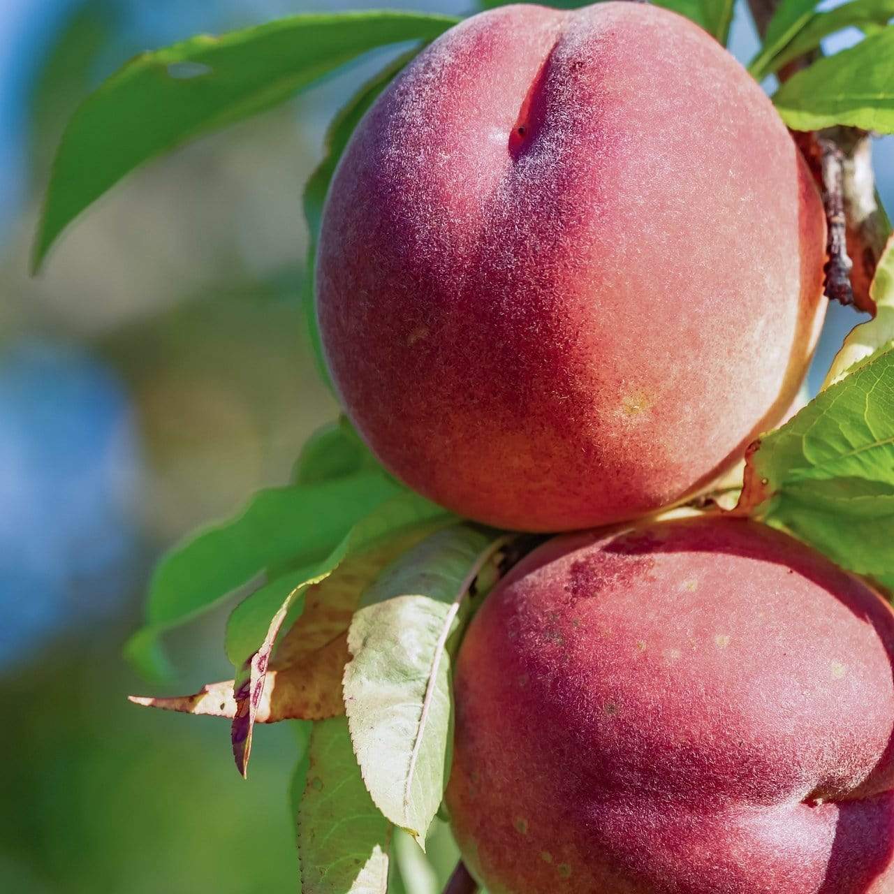 'Red Haven' Peach Tree