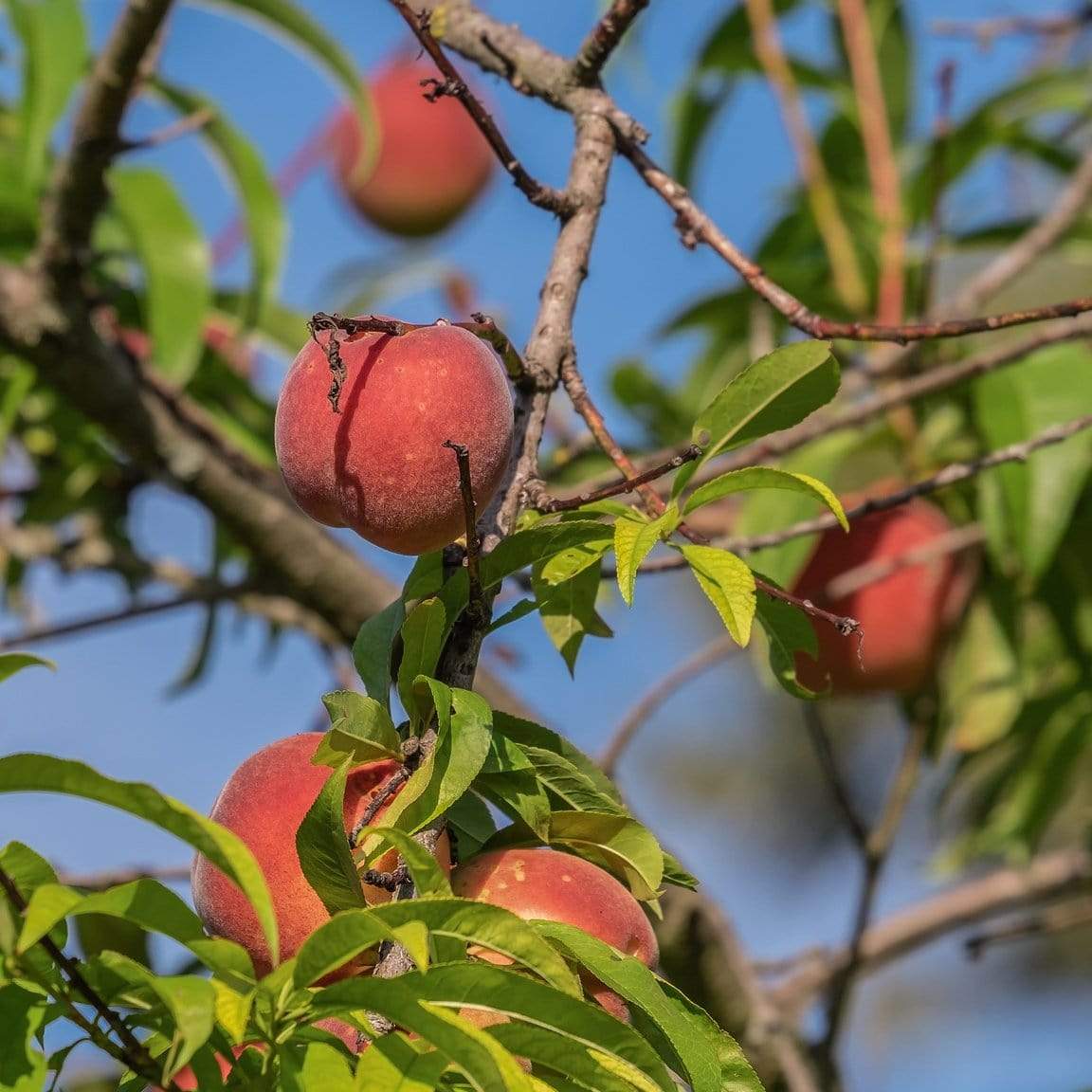 'Red Haven' Peach Tree