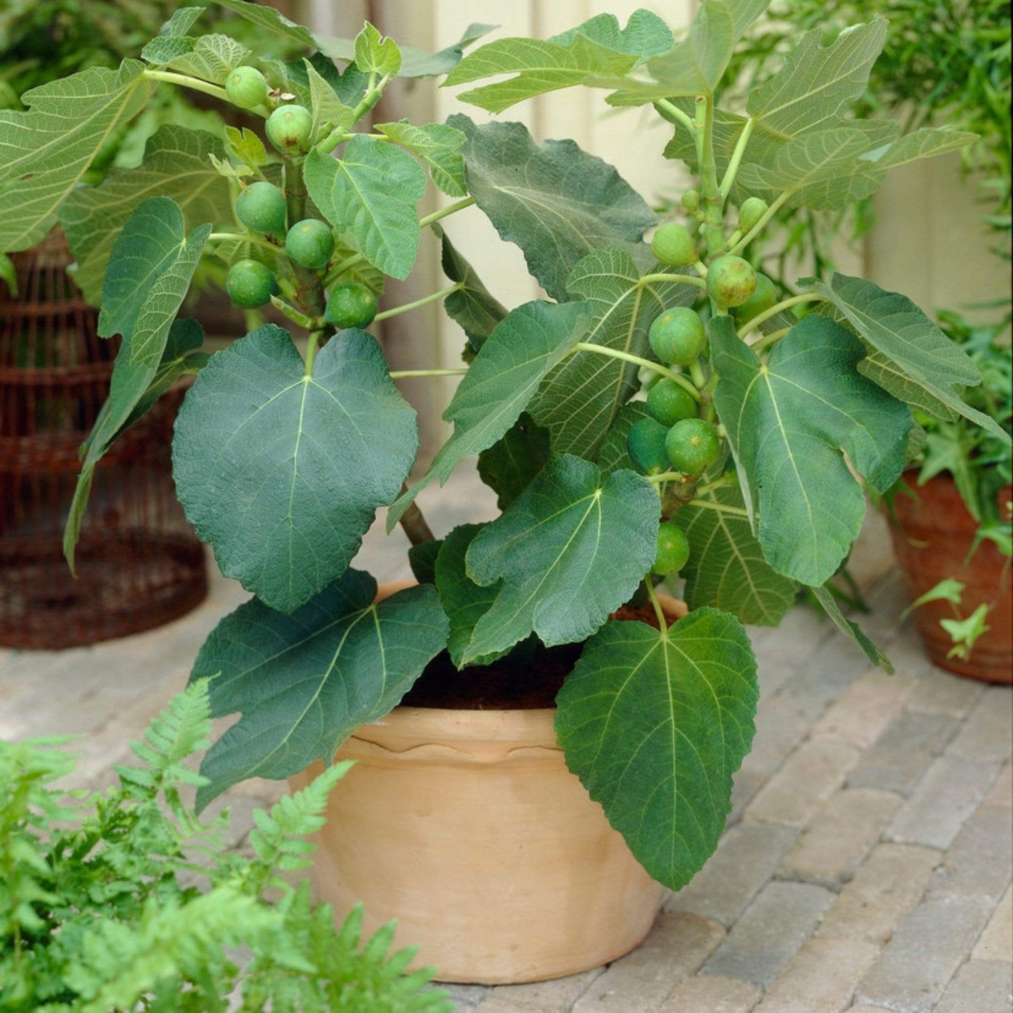 'Brunswick' Fig Tree