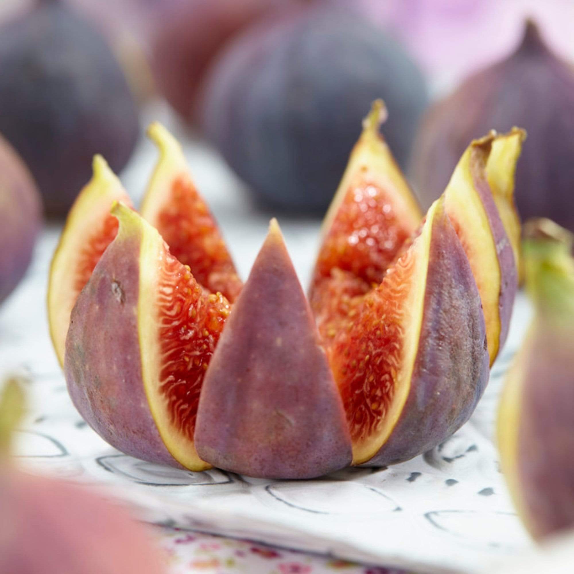 'Brunswick' Fig Tree