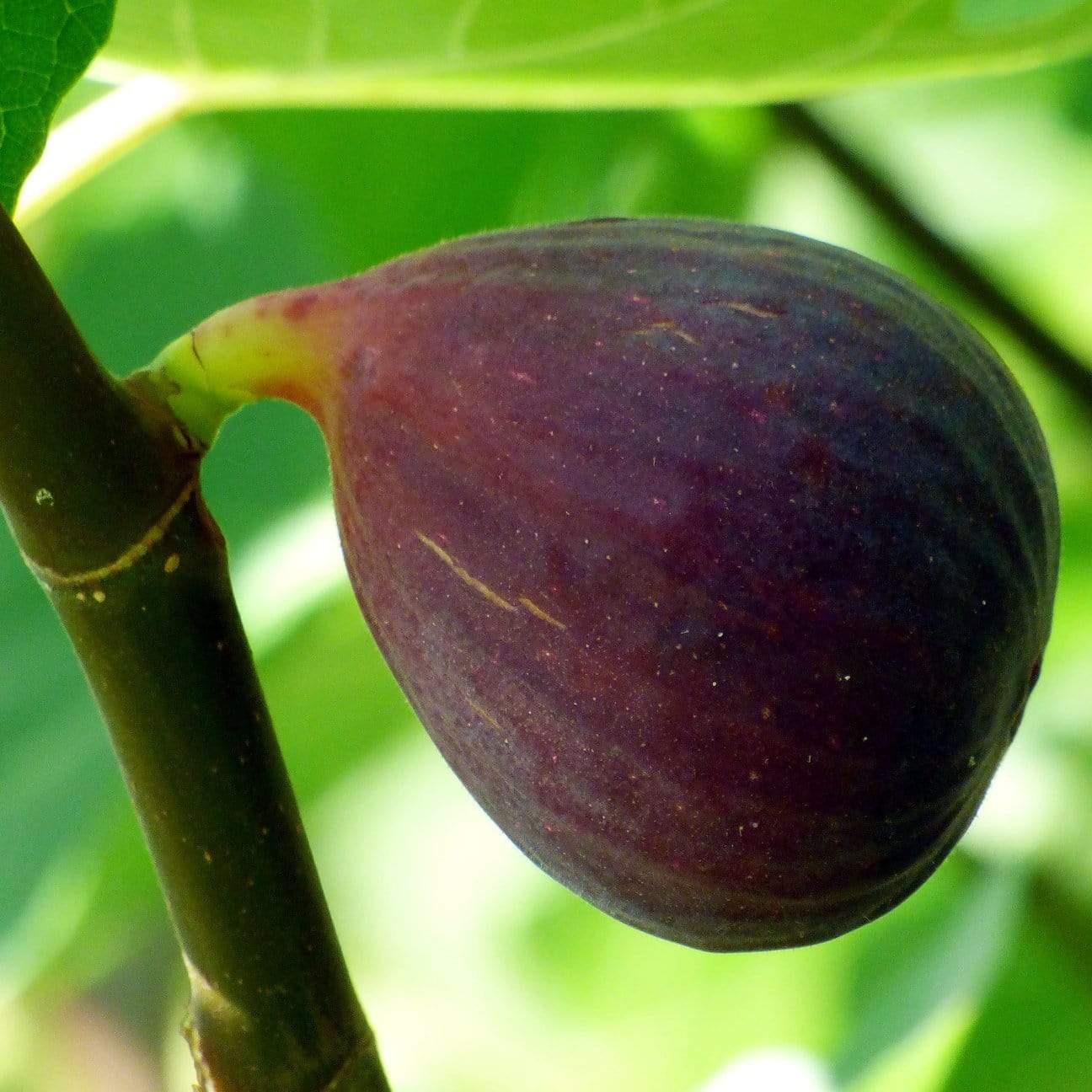 'Osborn's Prolific' Fig Tree
