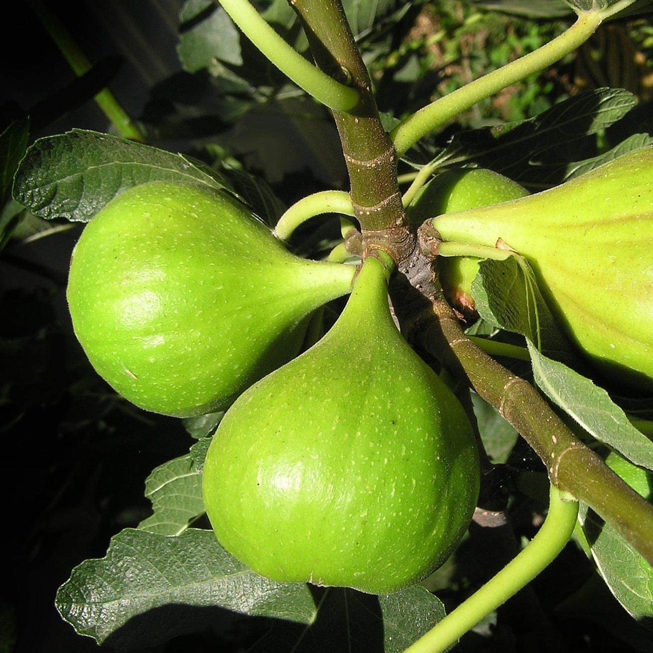 'Dalmatie' Fig Tree