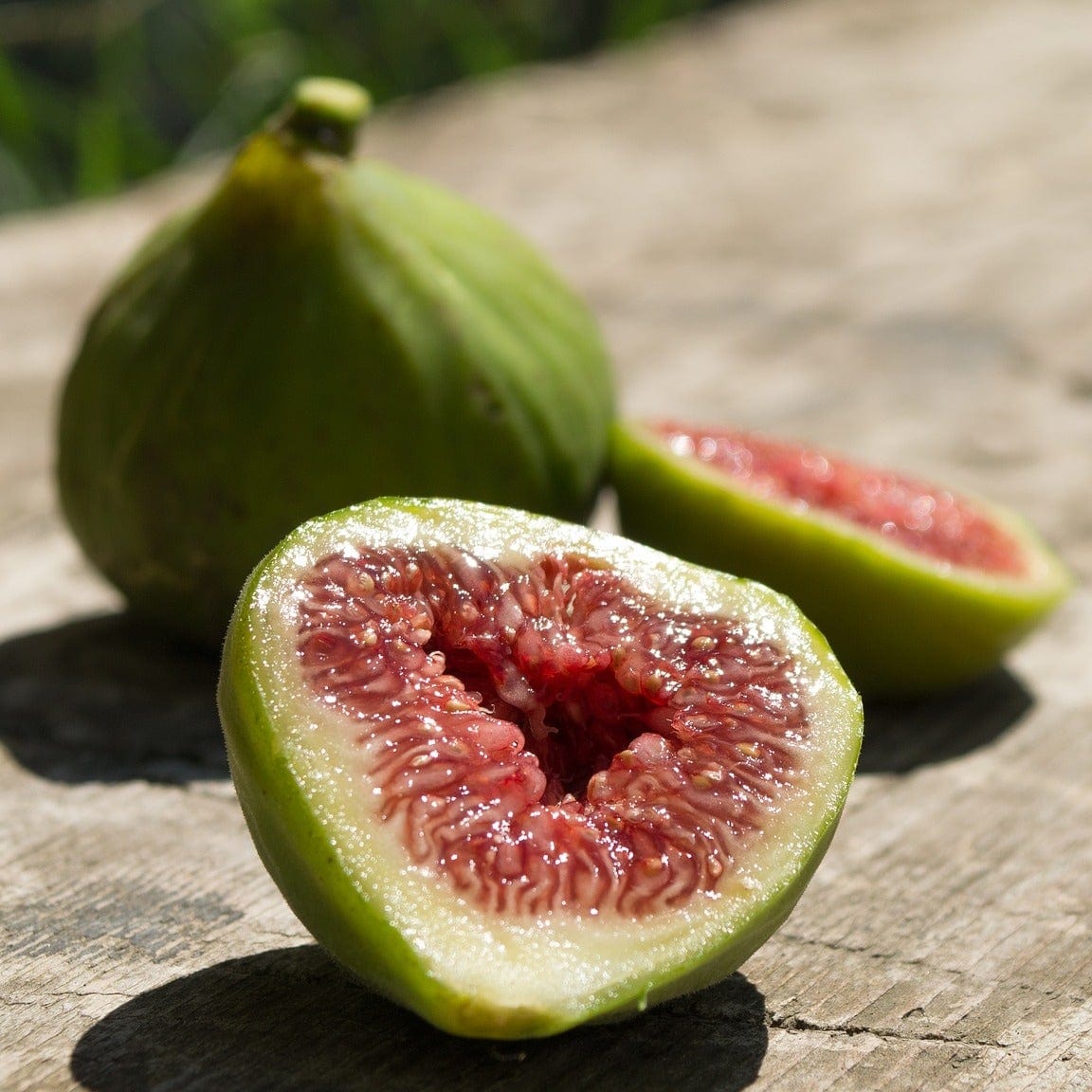 'Dalmatie' Fig Tree