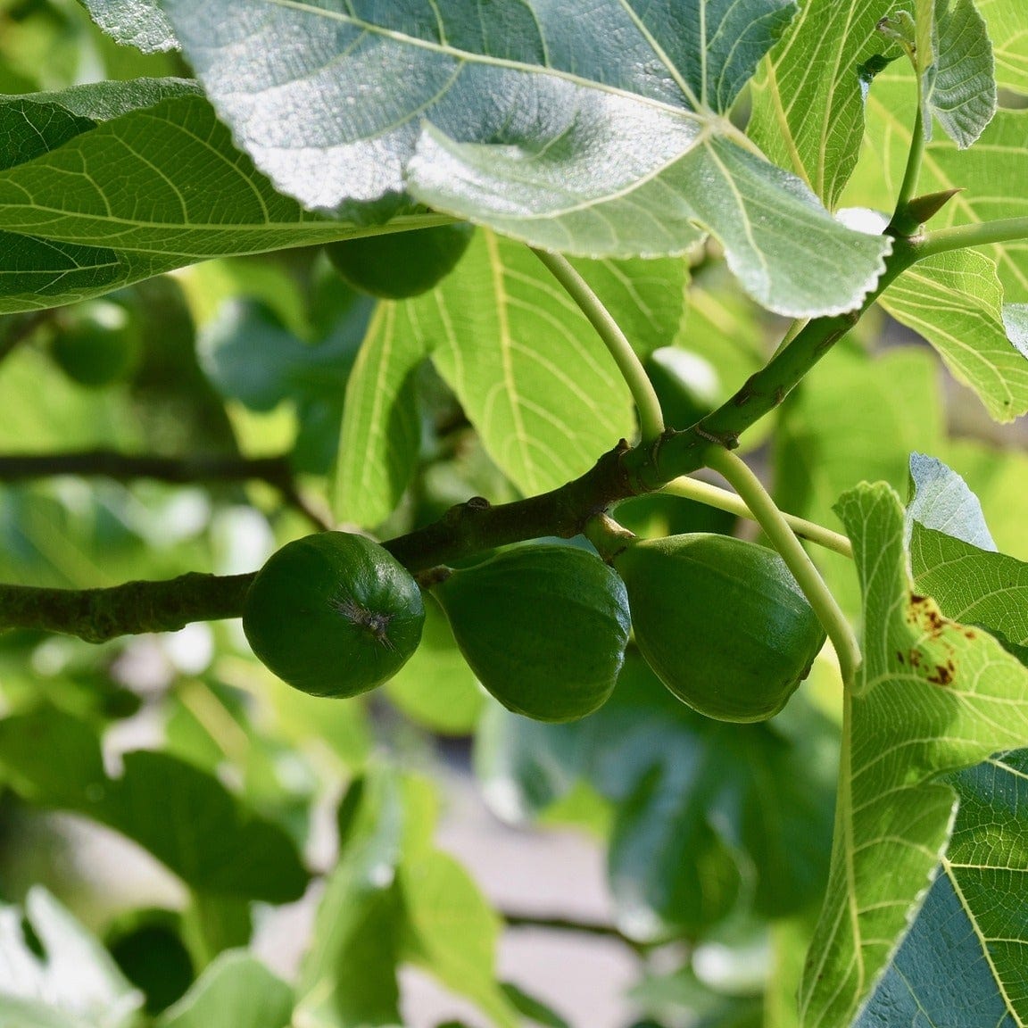 'Dalmatie' Fig Tree