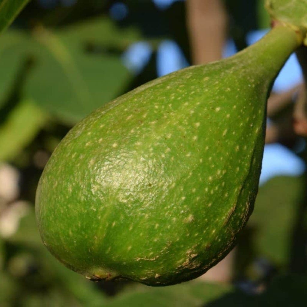 'Dalmatie' Fig Tree