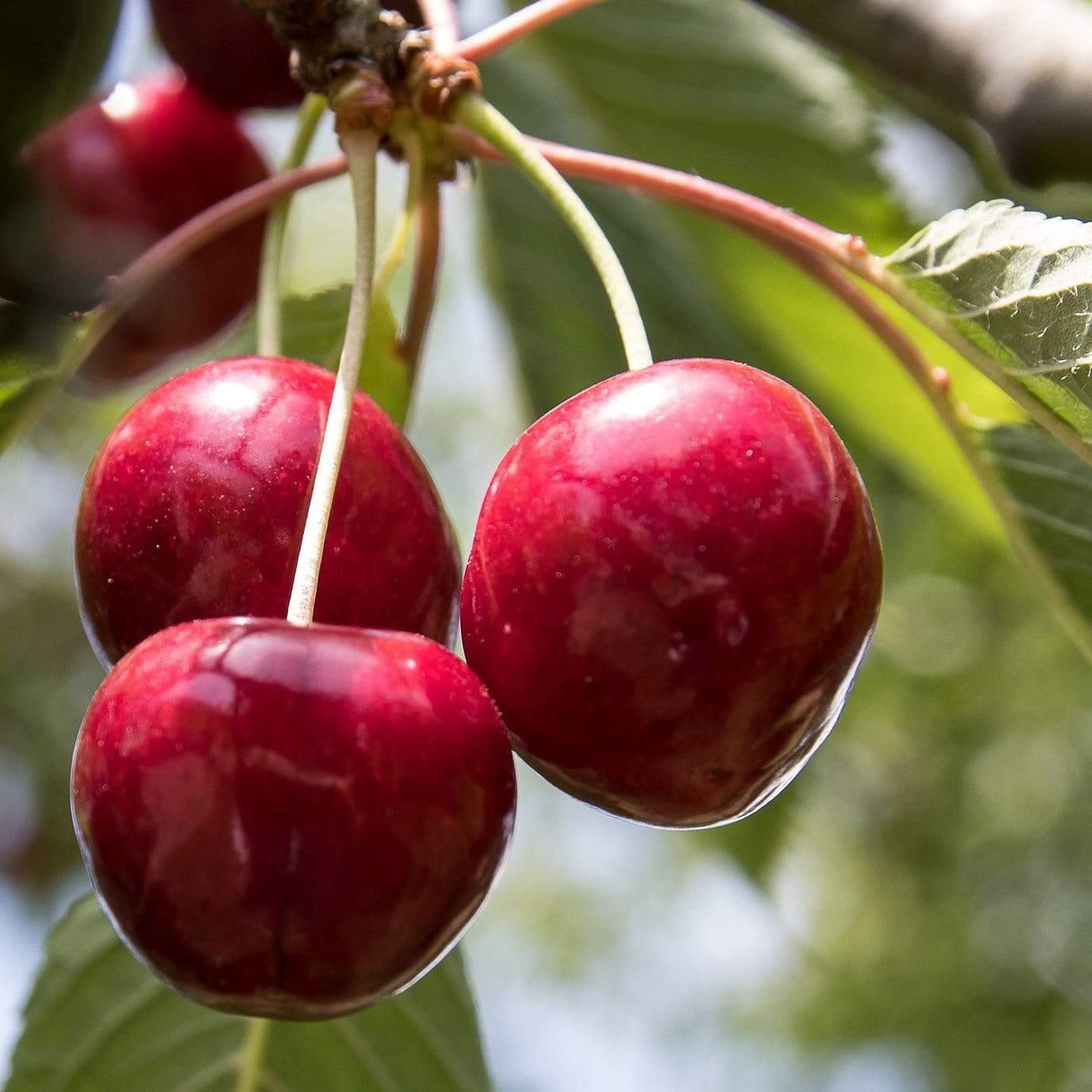 'Stella' Cherry Tree