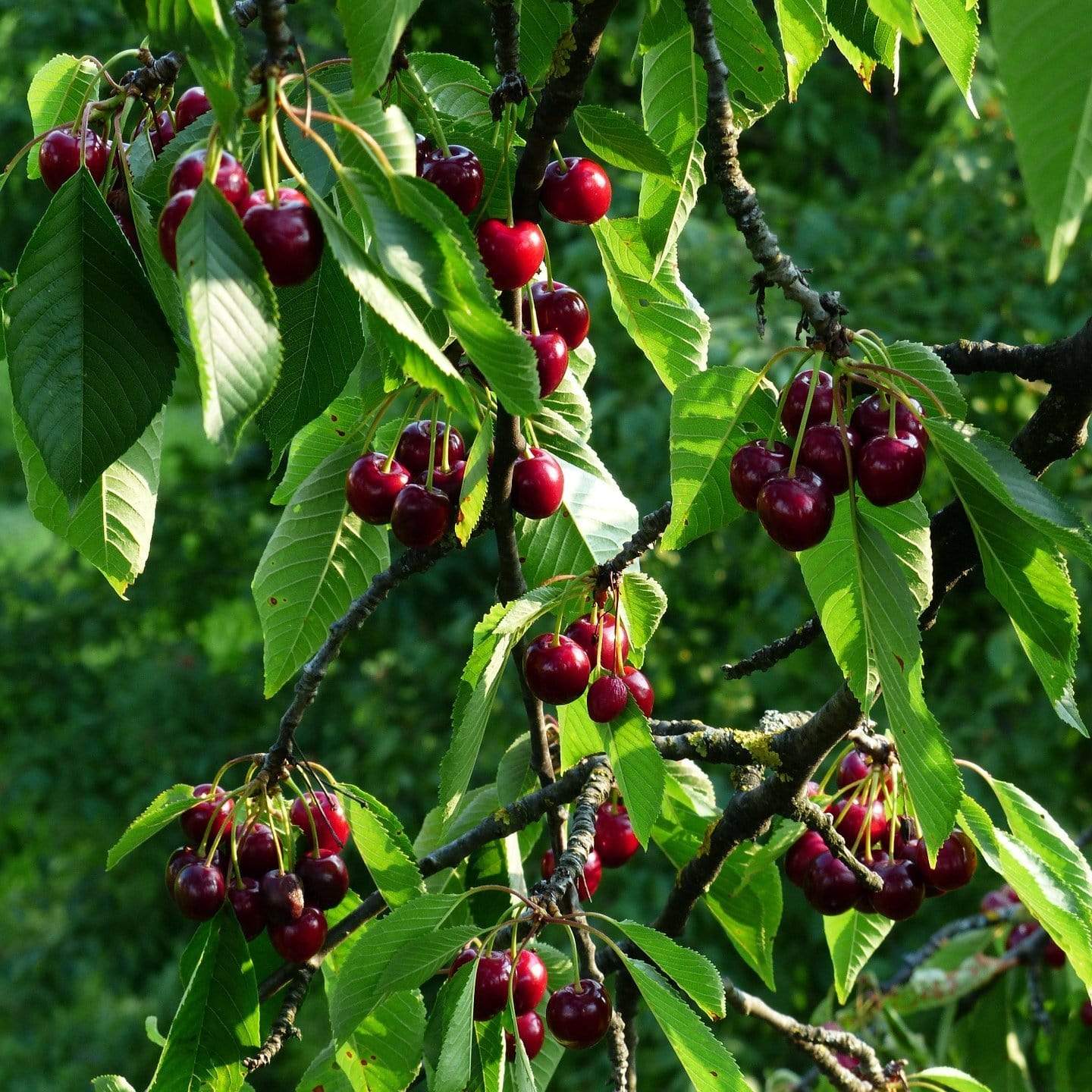 'Stella' Cherry Tree