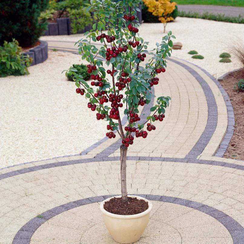 Patio Cherry Tree