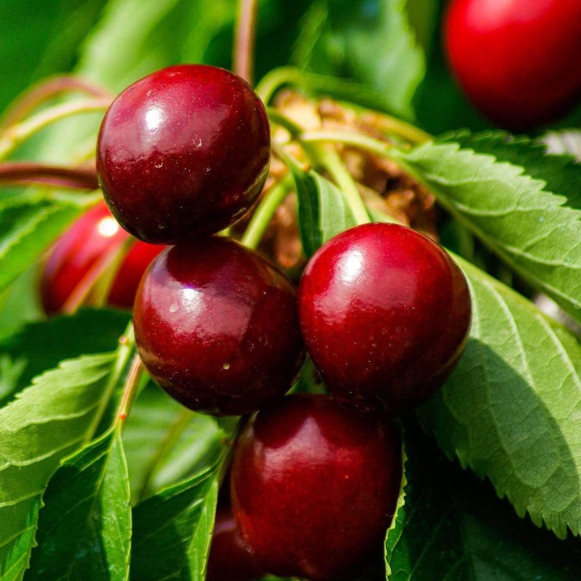 'Morello' Cherry Tree