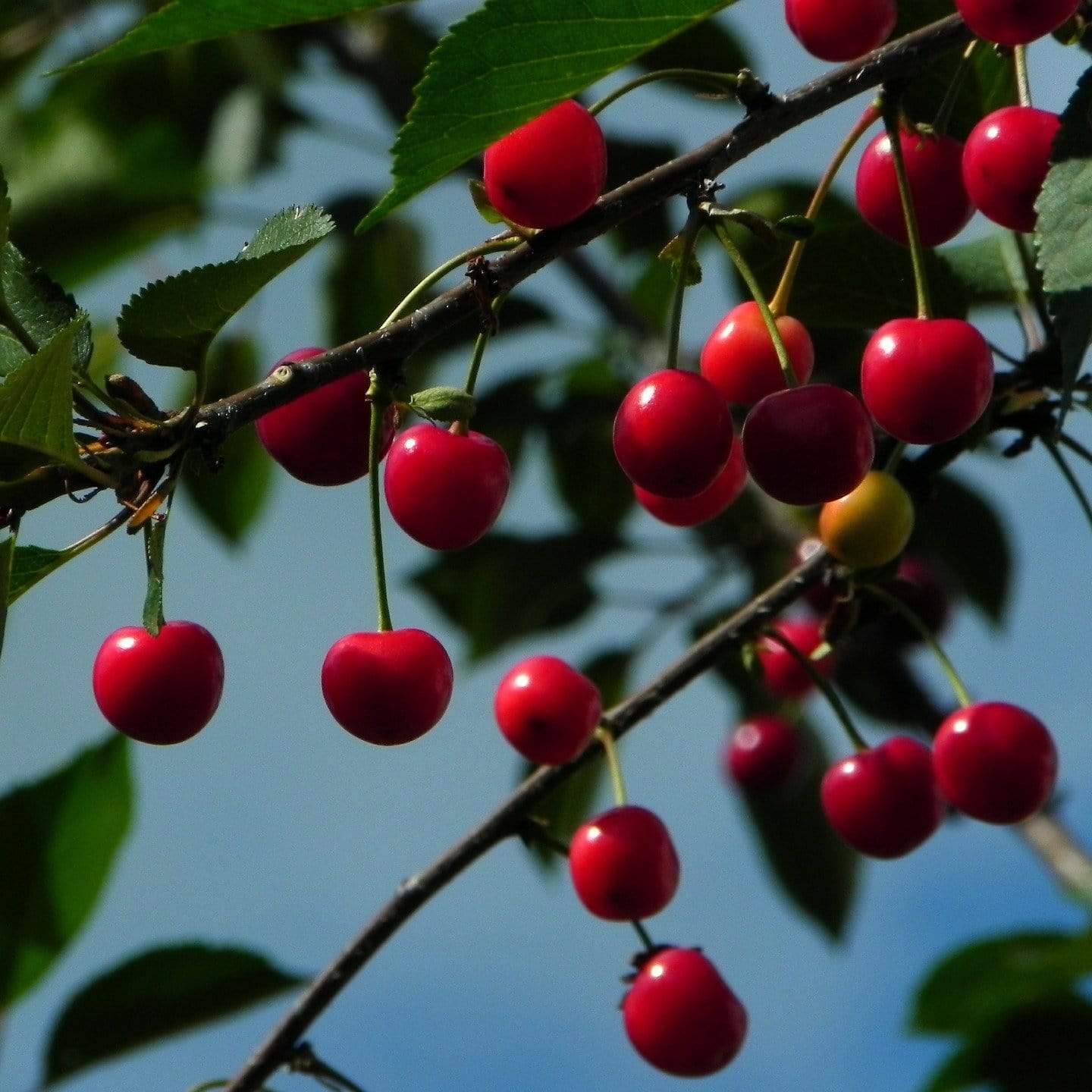'Morello' Cherry Tree